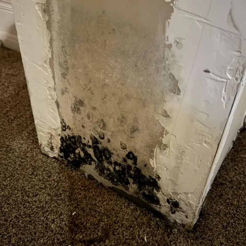Professional Mold Removal in Cambridge Springs, PA